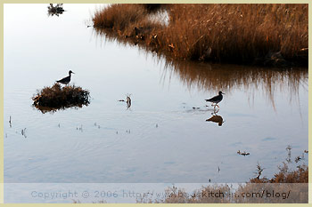 plum island