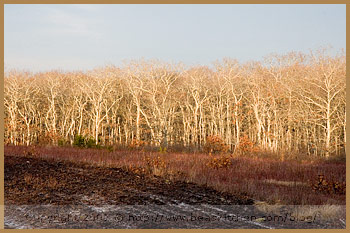 Chappaquiddick martha vineyard