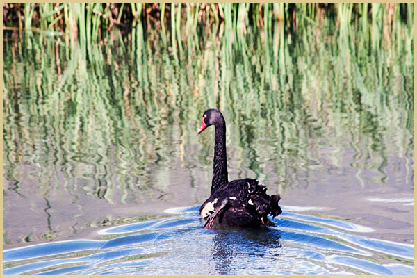 black swan