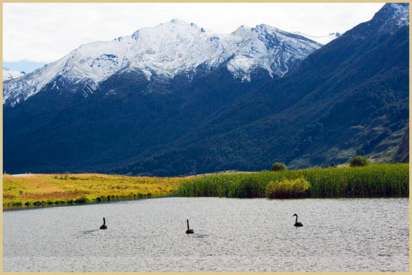 black swan new zealand