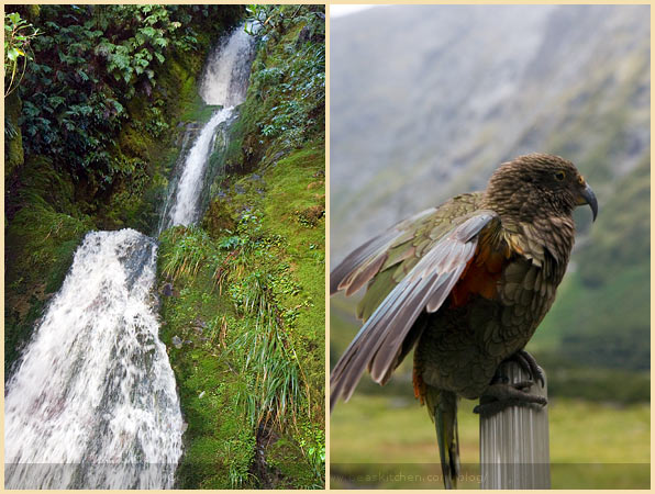 kea bird