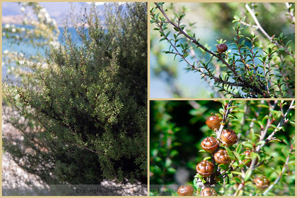 manuka bush new zealand