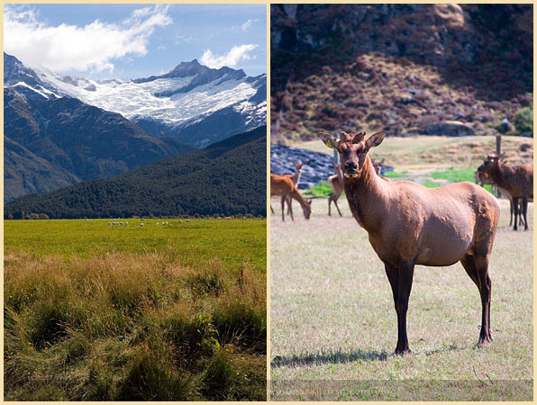 mount aspiring national park new zealand