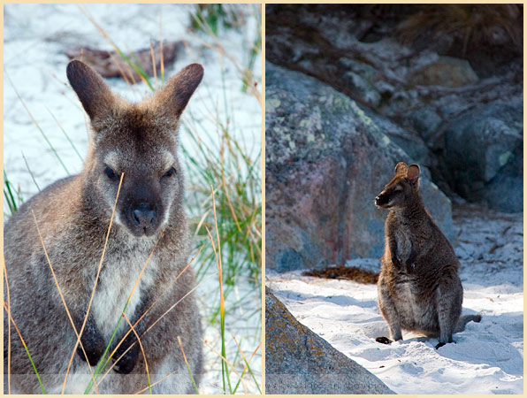 wallabies australia