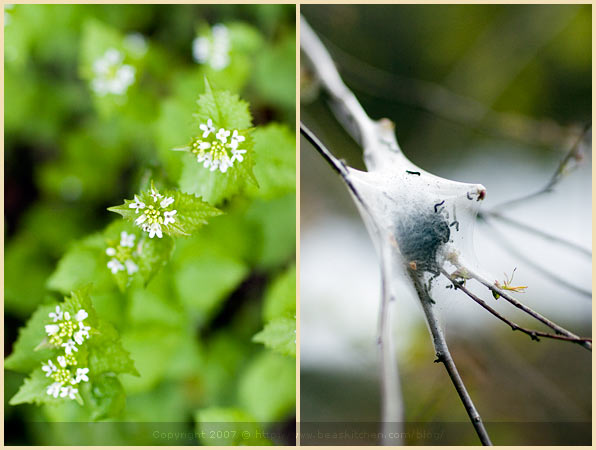 spring boston spider web