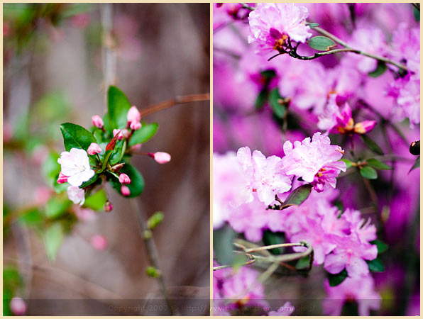 spring boston buds