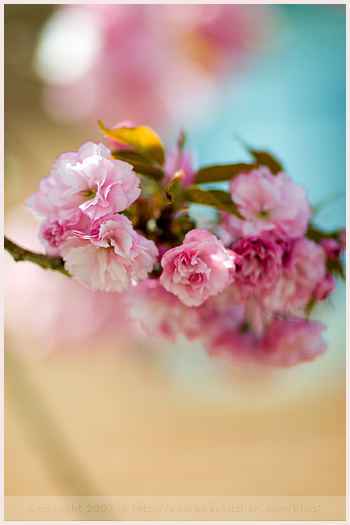 pink bud spring boston