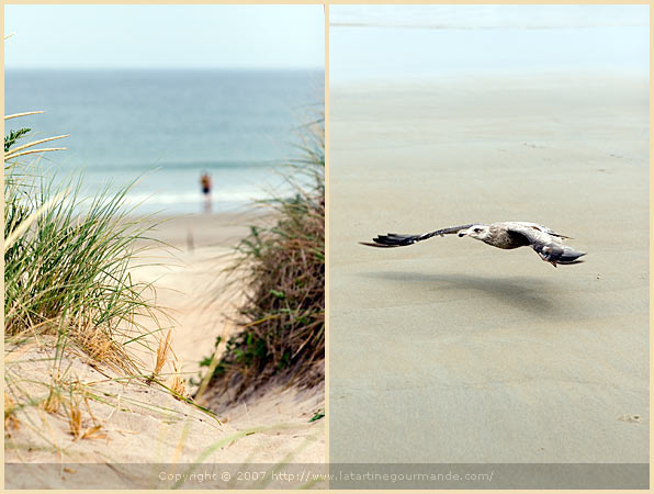 plum island massachusetts