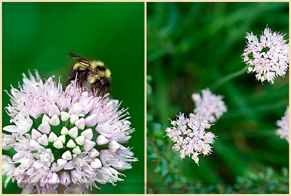 honey bee garlic chive