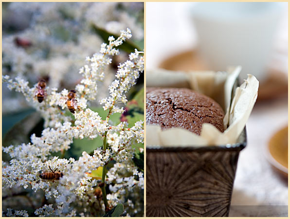 gluten free chocolate cake amaranth quinoa