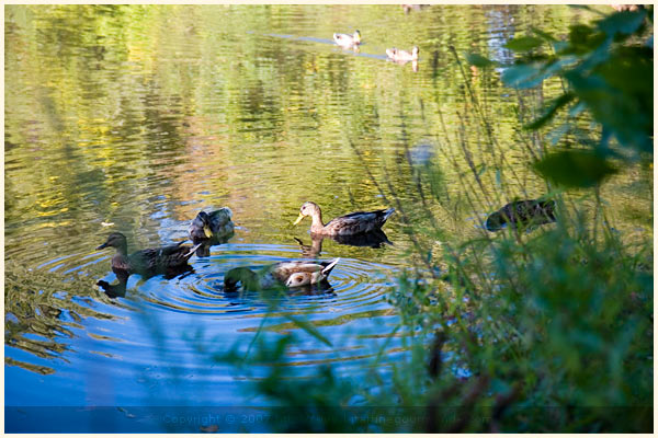 Indian summer boston