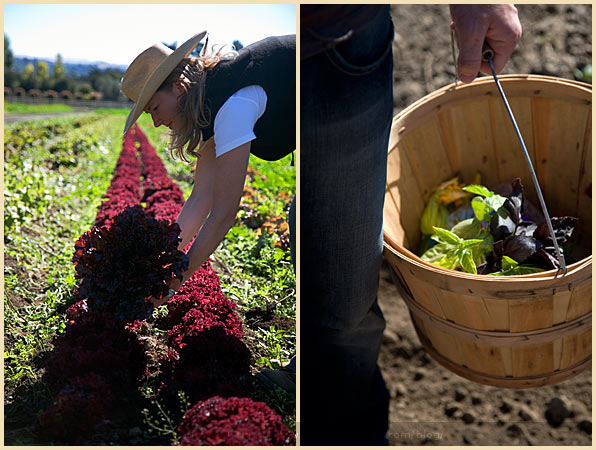 earthbound farm monterey