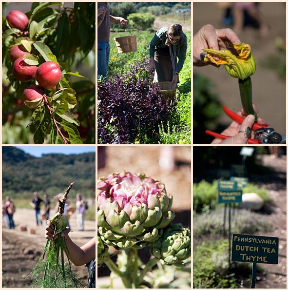 earthbound farm monterey