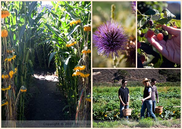 earthbound farm monterey