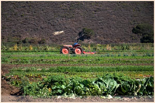 earthbound farm monterey