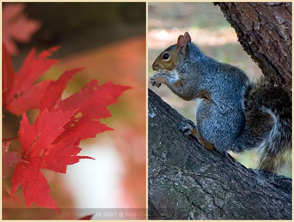 squirrel fall new england