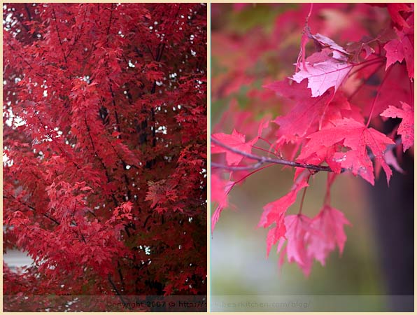 foliage new england leaves