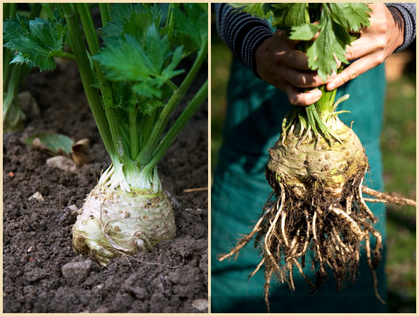 celeriac lorraine countryside