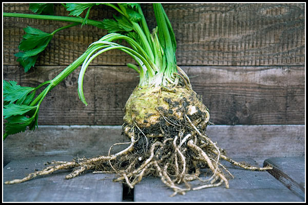 celeriac boston globe