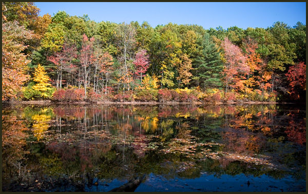 walden pond fall foliage