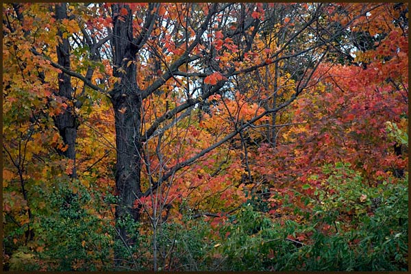 foliage new england fall