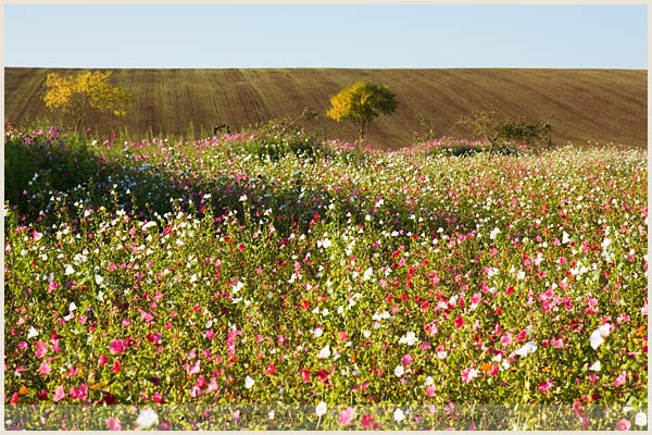 lorraine countryside