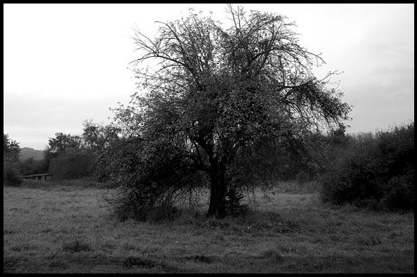 apple tree pommier