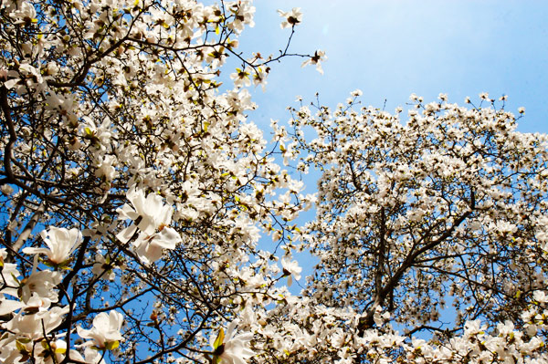 spring Boston flowers