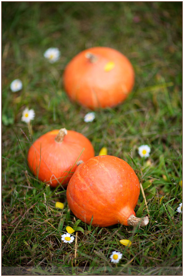 red kuri squash potimarron