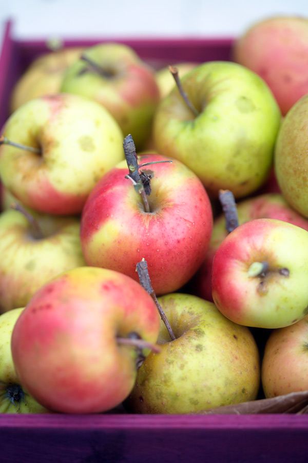 apple picking new england massachussets