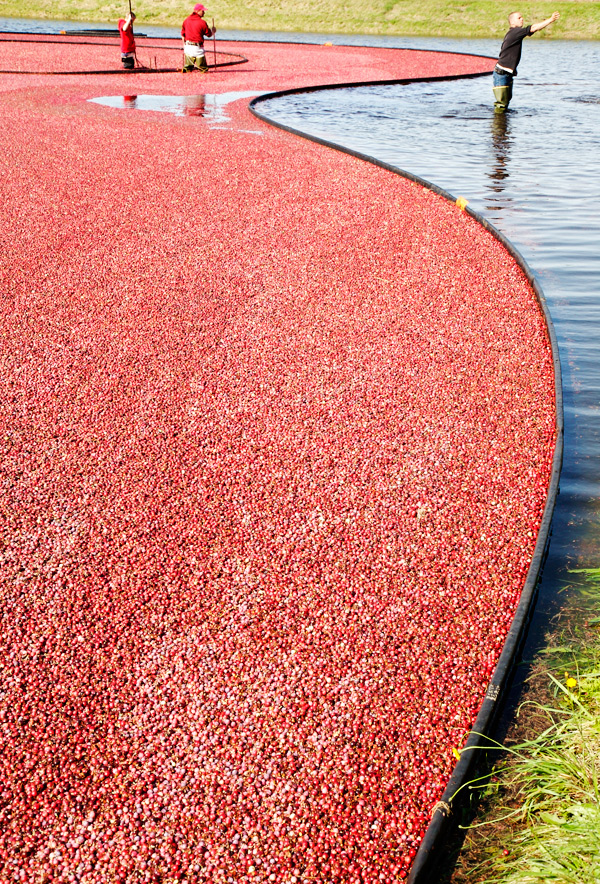 cranberry bog new england carver