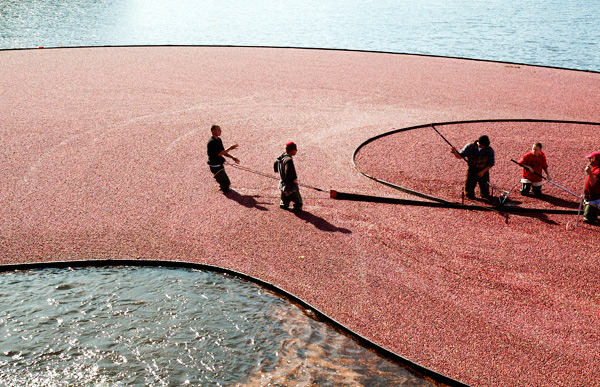 cranberry harvest new england