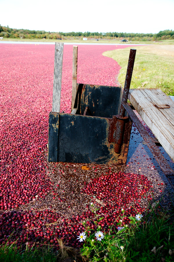 cranberry bog carver