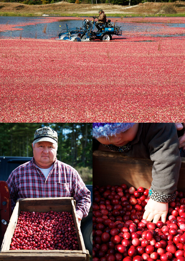 cranberry juice ocean spray