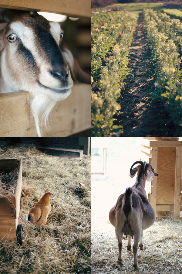 farm gluten free baking