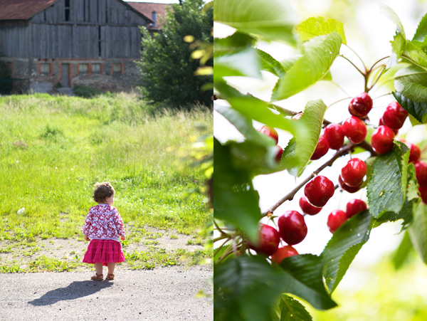 Albestroff Lorraine cherries France