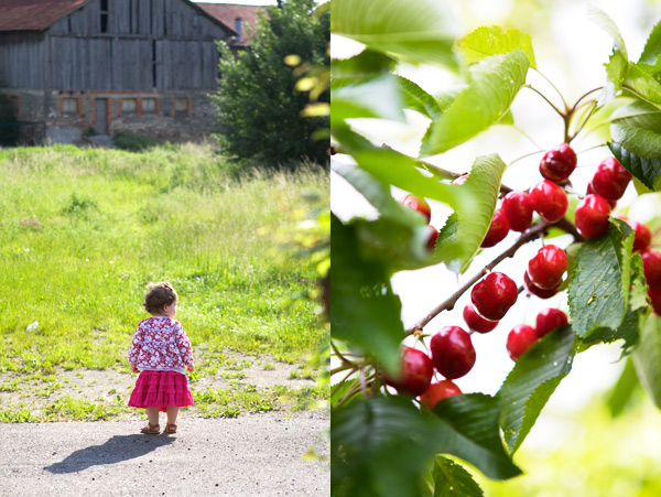 Albestroff Lorraine cherries France