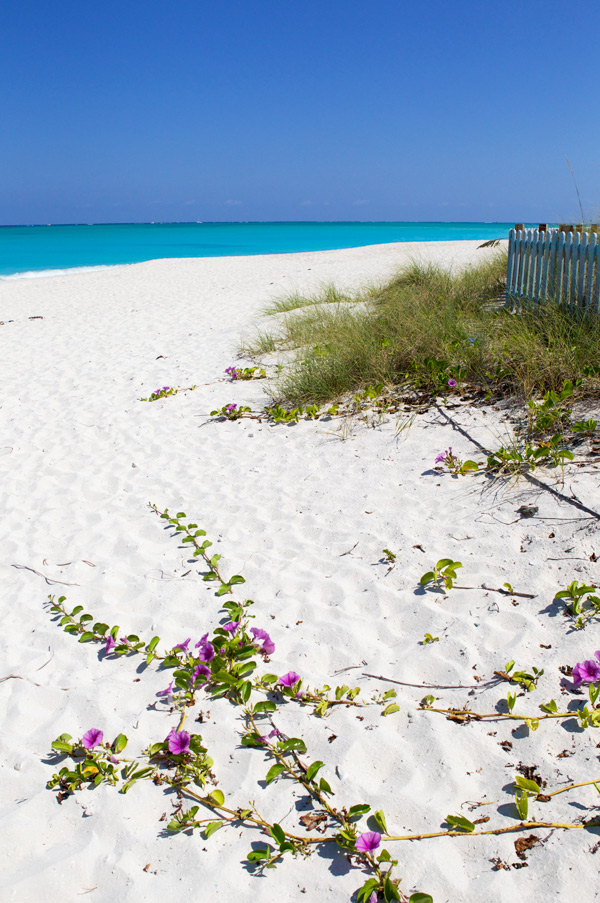 turks caicos Provo