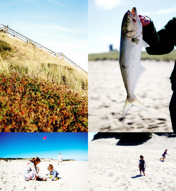 bluefish cape cod Race point beach