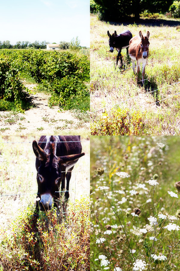 Camargue