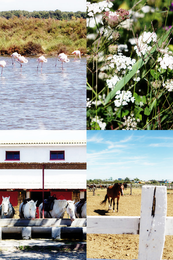 Camargue