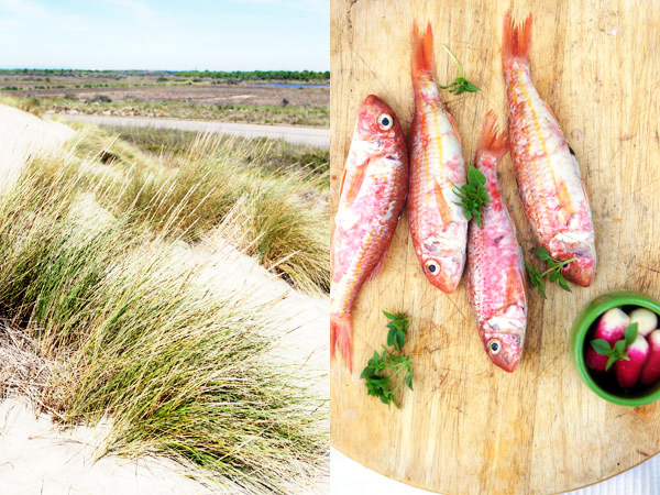 rougets camargue