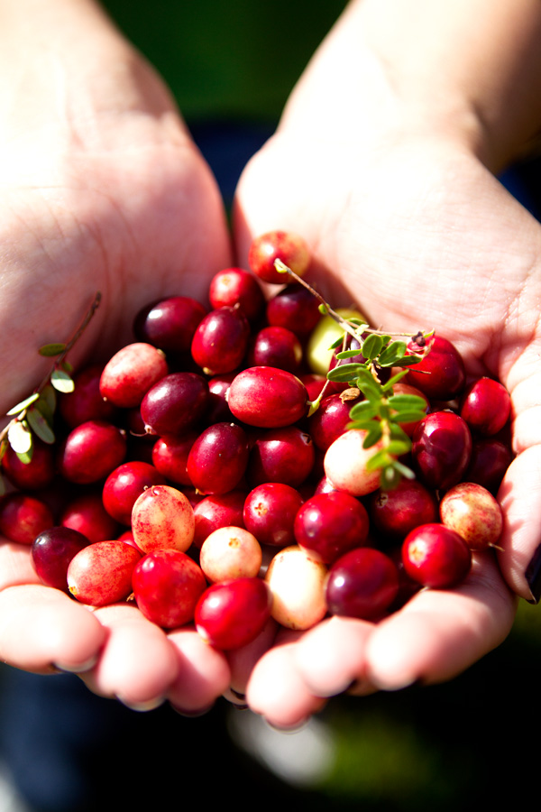 cranberries New England