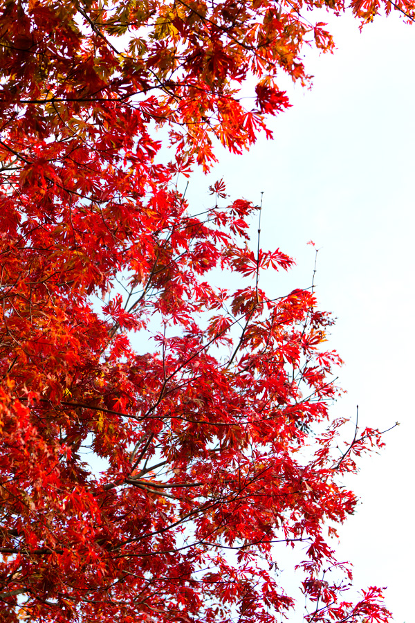 fall colors new england red tartine gourmande