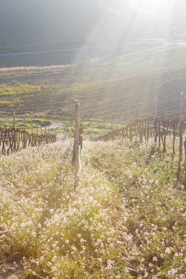 sicily Regaleali wine italy