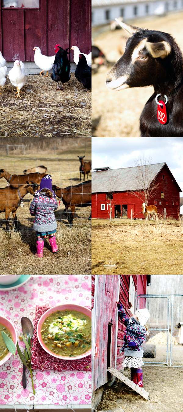 vermont farms raw milk