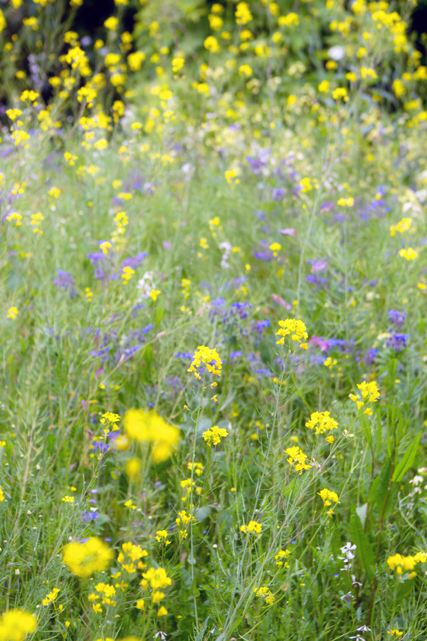 ireland meadow tartine gourmande