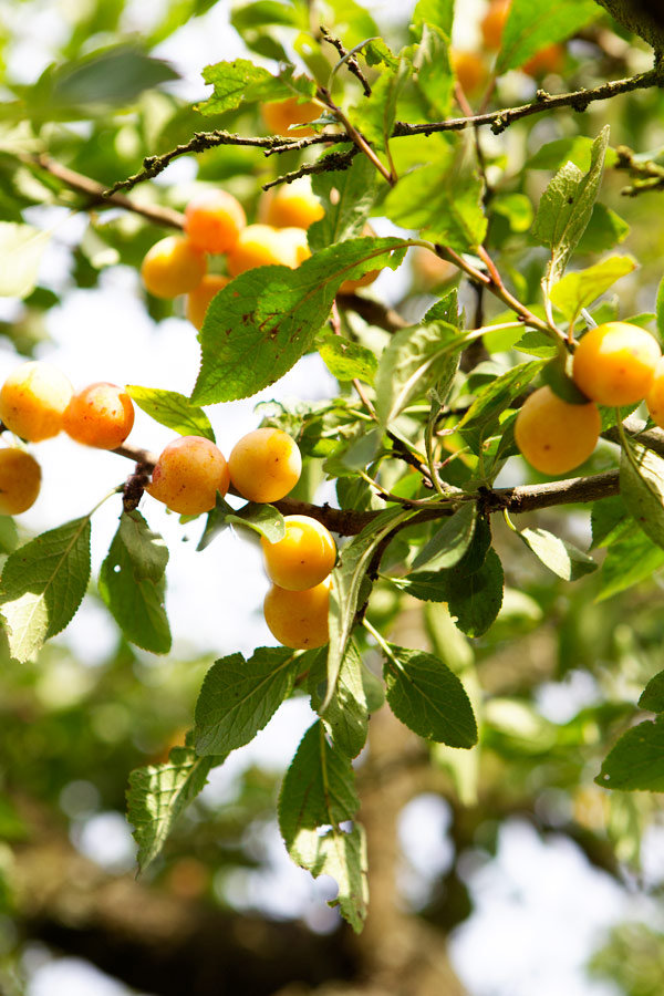 mirabelle tree lorraine france fruit