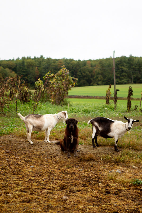 The Goat Farm | La Tartine Gourmande