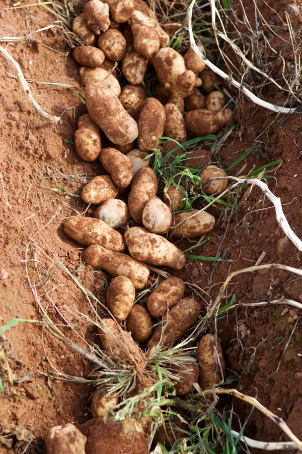 prince edward island pei potatoes